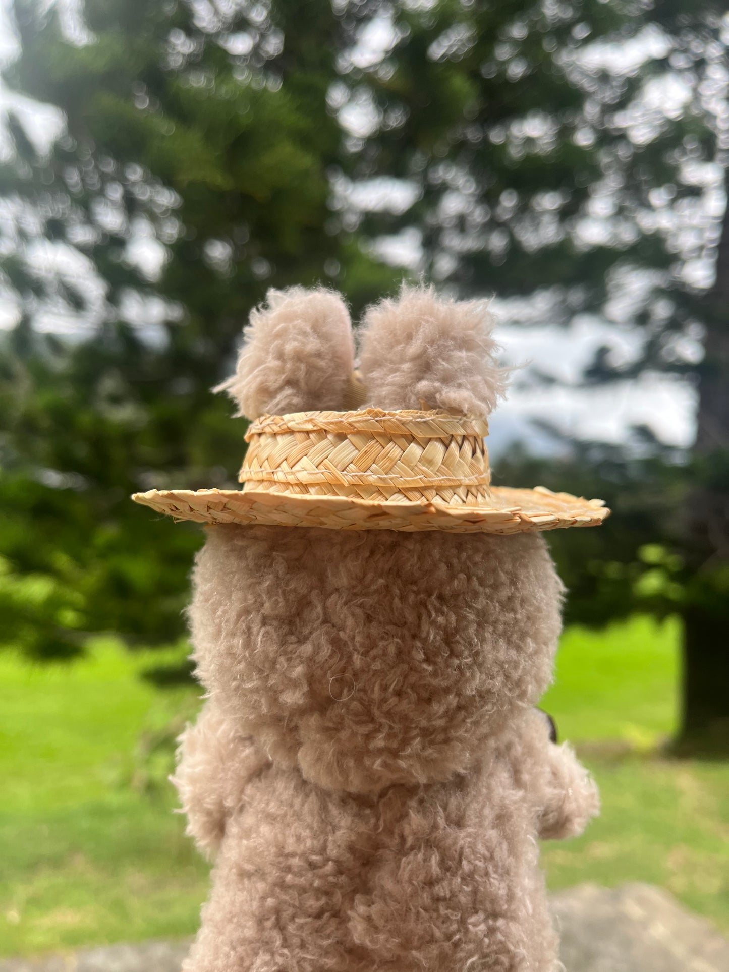 Pāpale Niu
